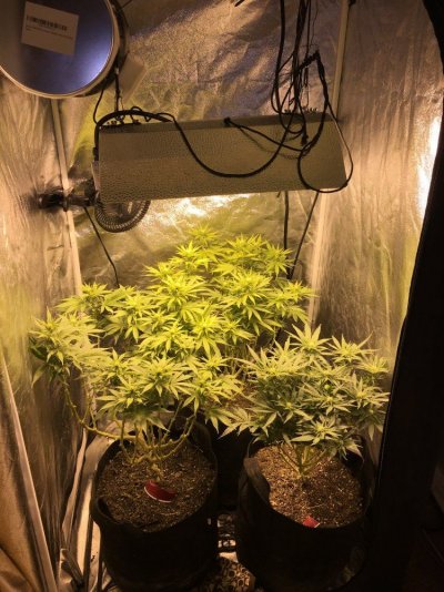 Organic Grow In Soil   Need Critique Please