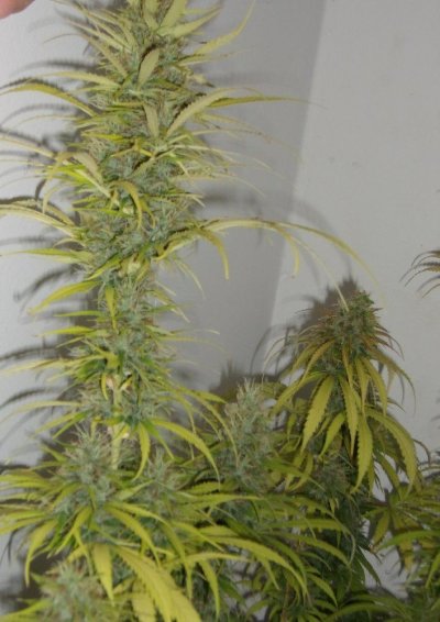 Accurate Information About Autoflowering Plants