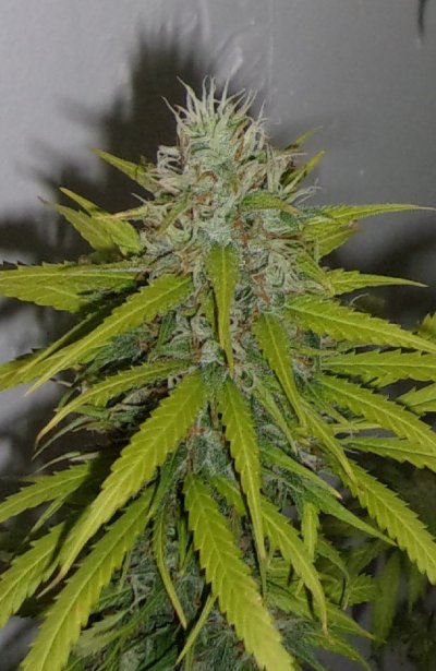 Accurate Information About Autoflowering Plants
