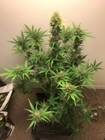7 Gallon Super Coco Super Soil Dina Fem  Auto Amnesia