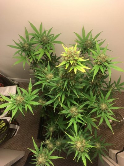 7 Gallon Super Coco Super Soil Dina Fem  Auto Amnesia