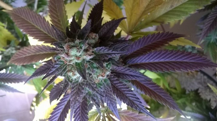Csi: Humboldt...round 2 Drop...a Taste Of The Purple Plague!