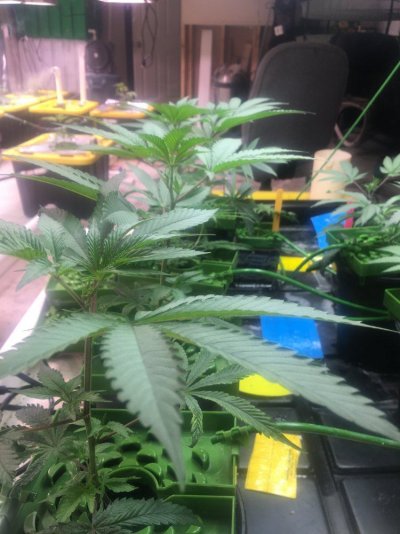 started-a-cmh-grow-with-12-27-gal-sites.jpg