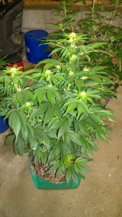 WP_20170301_006.jpg