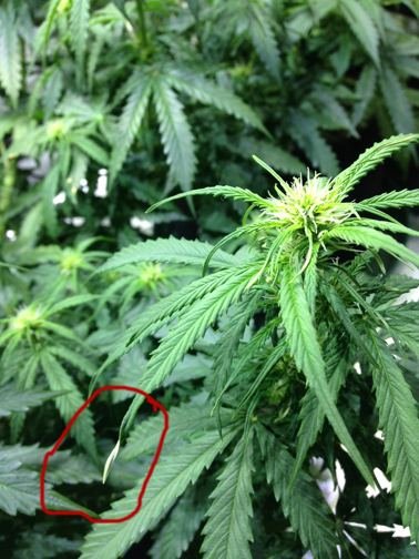 Seed Question