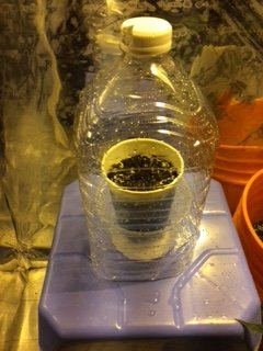 germinated-my-1st-2.jpg
