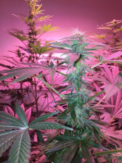 L.e.d Organic Grow