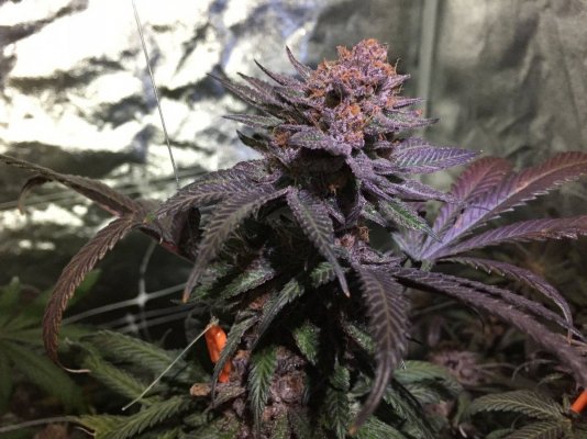 Let's See Your Frostiest Flowers