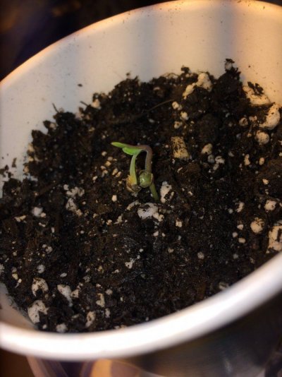 Germinated My 1st!