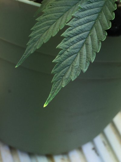First Diarie....grow With Me