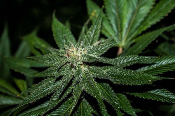 Blackberry Kush week 7-private.jpg