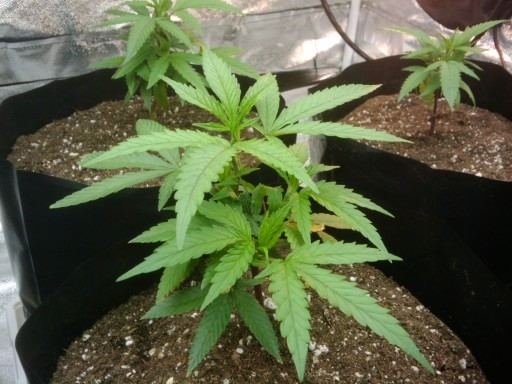 2-tent-grow-5x5-and-10x10-first-grow-7.jpg