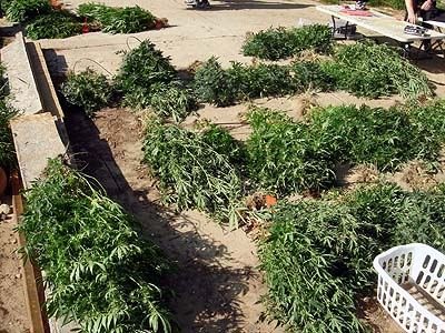 modesto-leo-sniffs-out-underground-grow-op-5.jpeg