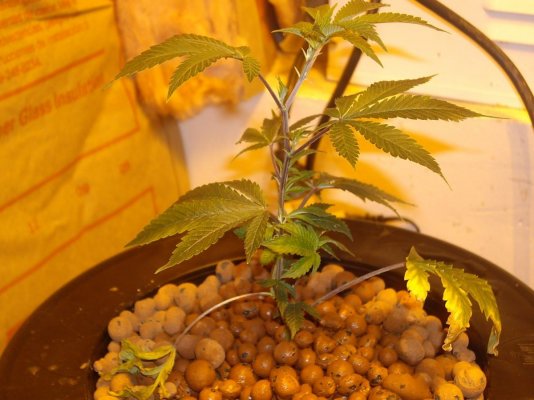First Grow, Oaksterdam Chem 4, Day 63....