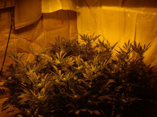 First Grow, Oaksterdam Chem 4, Day 63....
