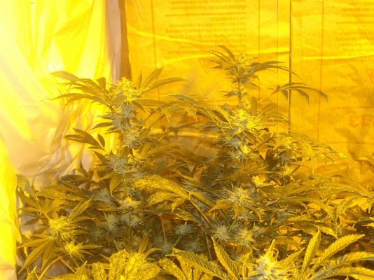 First Grow, Oaksterdam Chem 4, Day 63....