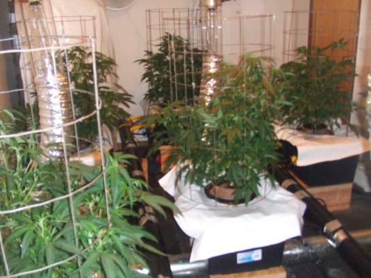 dizzles-4th-mpb-run-blackberry-kush-style.jpg