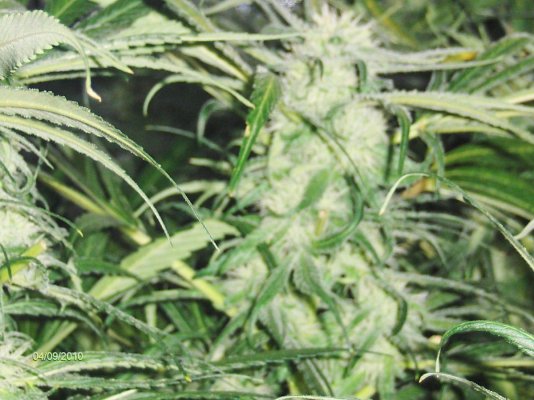 Blue Dream Day 54