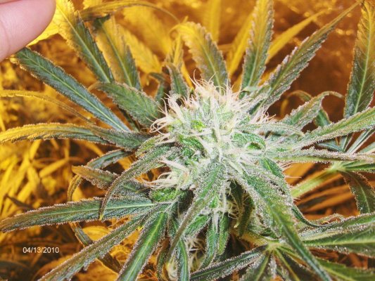 Blue Dream Day 54