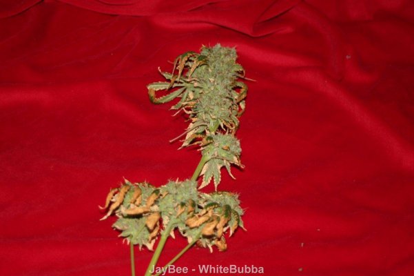 WhiteBubba_A_0435.JPG