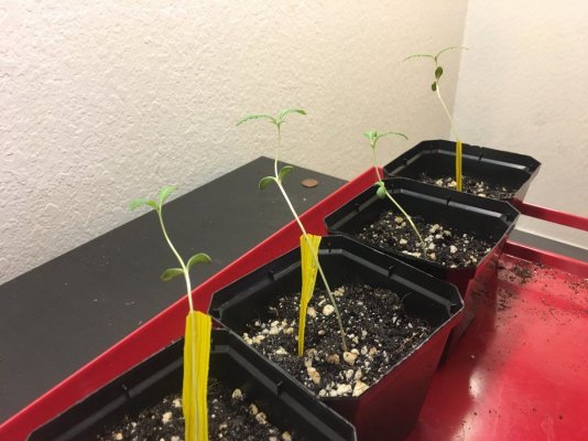 Stuck! First Time Grower