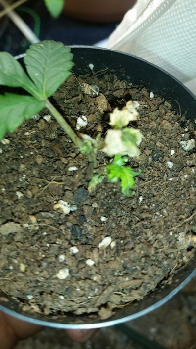 20170311_183225.jpg