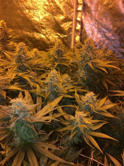 Back In The Game - 2x600w In A Tent