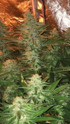 Back In The Game - 2x600w In A Tent