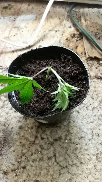 20170313_073831.jpg