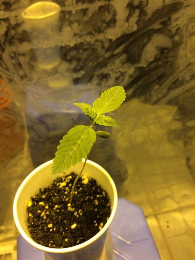 Germinated My 1st!