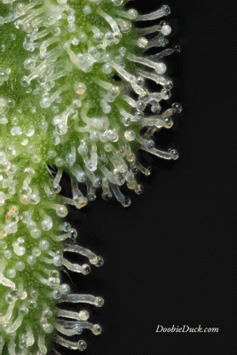 DoobieDuck's Macro Cannabis Images