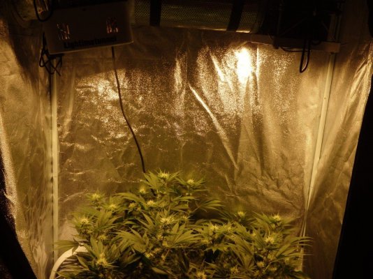Dwc Sunset Sherbet And Agent Orange