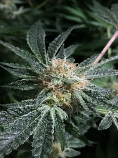 First Grow Journal - 4th Grow. Relentless Genetics White Cookies
