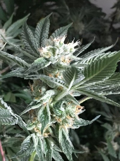 First Grow Journal - 4th Grow. Relentless Genetics White Cookies