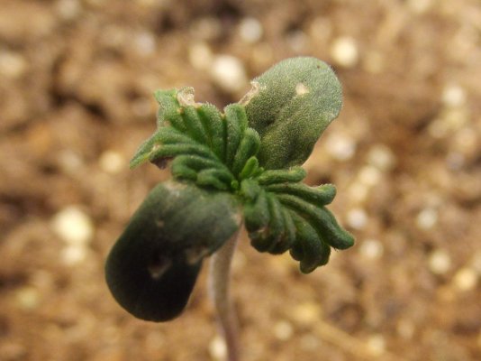 DSCF2158.JPG