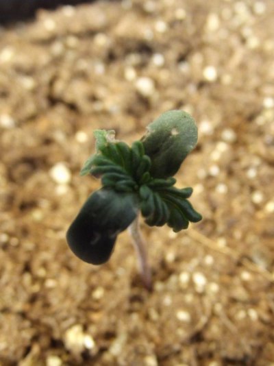DSCF2159.JPG