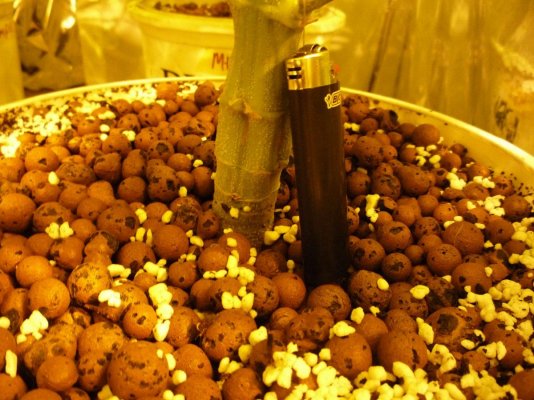 Bodhi Goji Og And Mountain Temple
