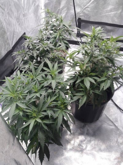 Cherry Pie And Death Star Og Grow