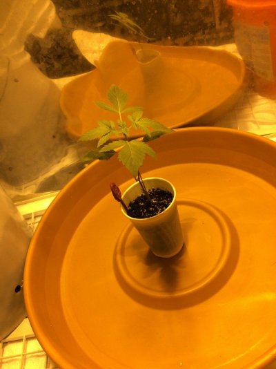 Germinated My 1st!