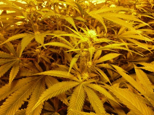How To Use Ec Levels Of Run Off When Feeding In Flower With Coco