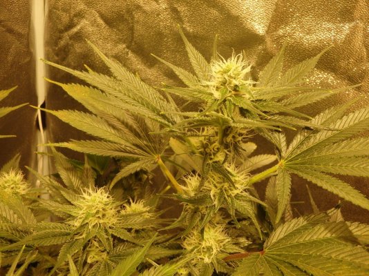 Dwc Sunset Sherbet And Agent Orange