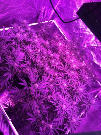 Led Grow