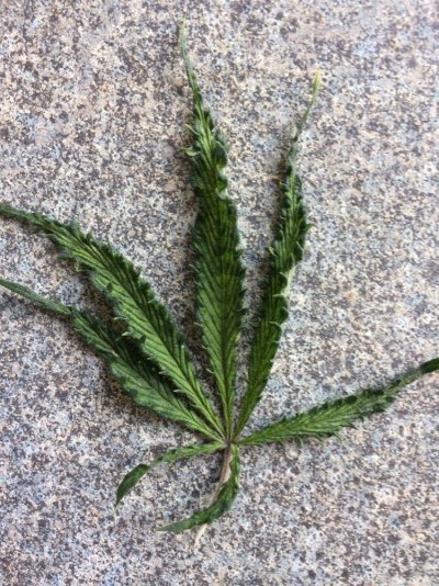 help-required-7.jpg
