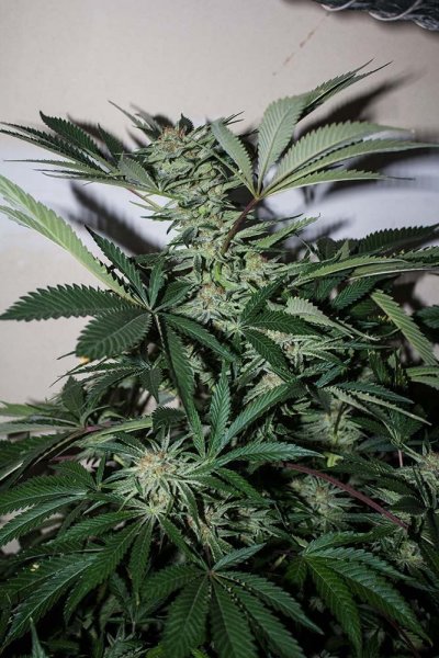 Cali O x SF 1 Mar 22-private.jpg