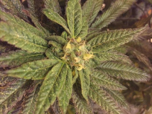 lots-of-weird-things-about-my-2-girlsex-tiny-but-thick-sugar-leaves-and-weird-looking-buds-wpics.jpg