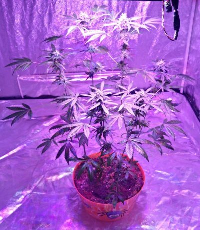2017-03-21_19.26.51.jpg
