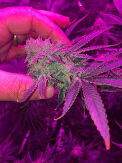 added-an-extra-light-2-3-more-weeks-till-cut-2.jpg