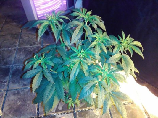 just-some-of-my-babies-4.jpg