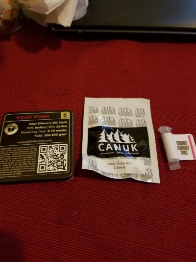 sour-kush-and-green-crack-outdoor.jpg