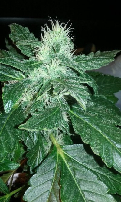 Shortstuffseeds Testers